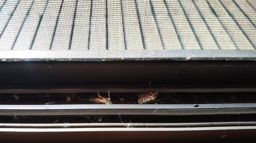 Figure 2: Dead insects on the windows.