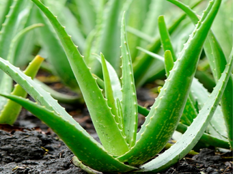 Figure 3: Aloe vera (Sabila).