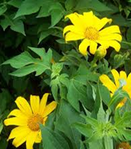 Figure 4: Tithonia diversifolia (Sunflower)