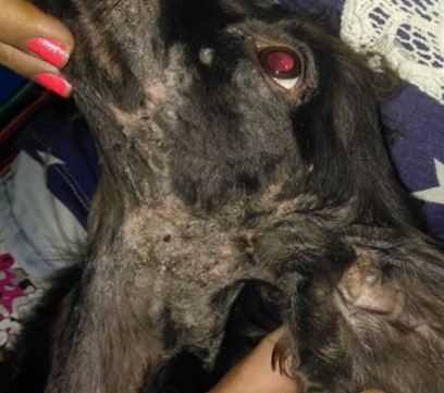Figure 8: ** Effects of naturotherapy in the treatment of dogs with severe demodicosis of the neck.