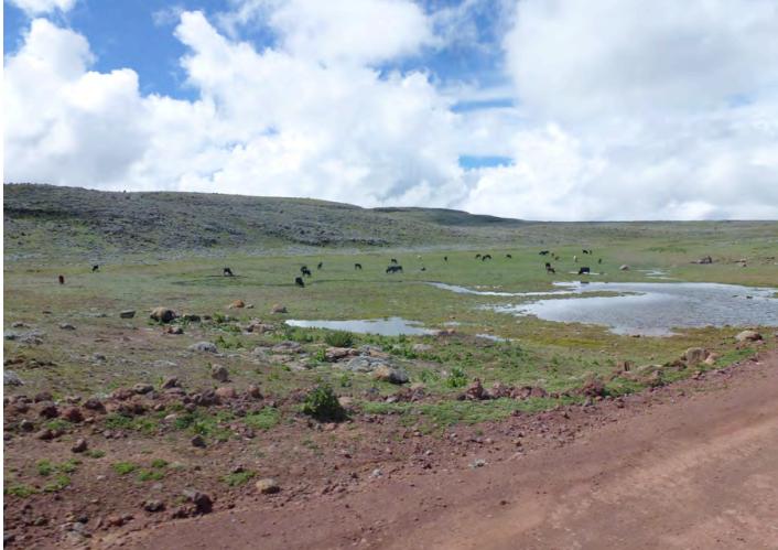 Figure 2: Livestock grazing on the high Sanetti Plateau[10].