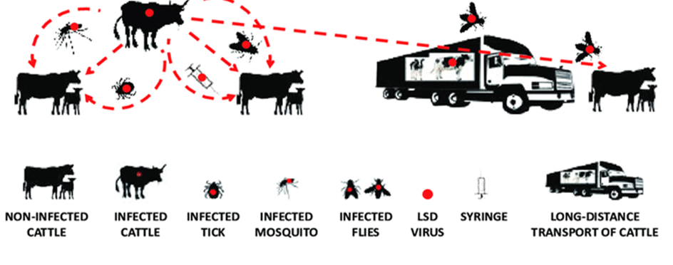 Figure 2: Schematic illustration of the spread of LSDV short-distance and long-distance spread [45].
