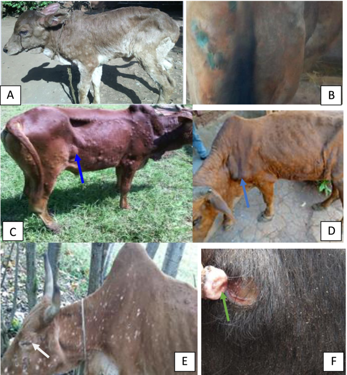 Figure 3: Clinical signs and visible abnormalities in in LSD affected cattle [48].