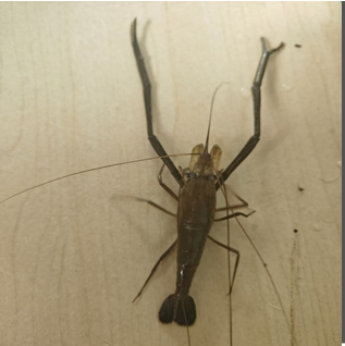 Figure 3: Spring breeding of M. nipponense prawns (Experimental group).