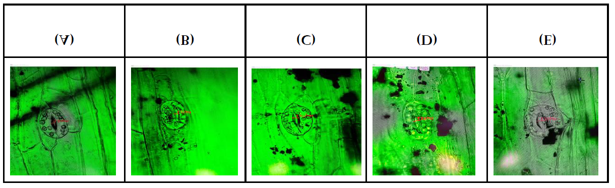 Figure 2: (A) Stomata Size of Leaf in 20 ml water (μm), (B) Stomata Size of Leaf in 30 ml water (μm), (C) Stomata Size of Leaf in 40 ml water (μm), (D) Stomata Size of Leaf in 50 ml water (μm), (E) Stomata Size of Leaf in 60 ml water (μm).
