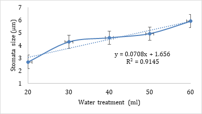 Figure 4: Average Stomata Size on Mung Bean Leaves in Different Water Treatments (ml).
