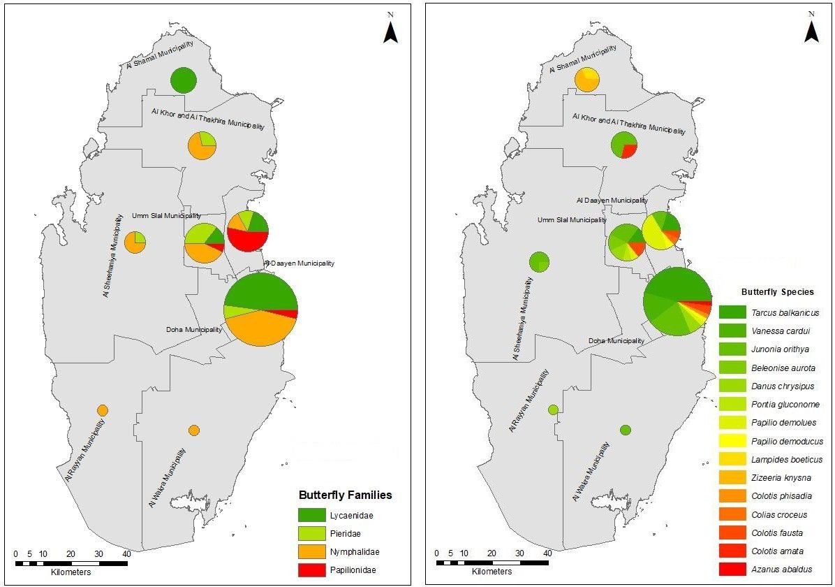 Figure 1: Map of Qatar depicting the Geographic Distribution of Butterfly Families and Species across Eight Municipalities. Representation of Butterfly Families Collected in Various Municipalities (A) and Relative Abundance of the 15 Species (B) Throughout the Study Period (April 2019 to April 2022).