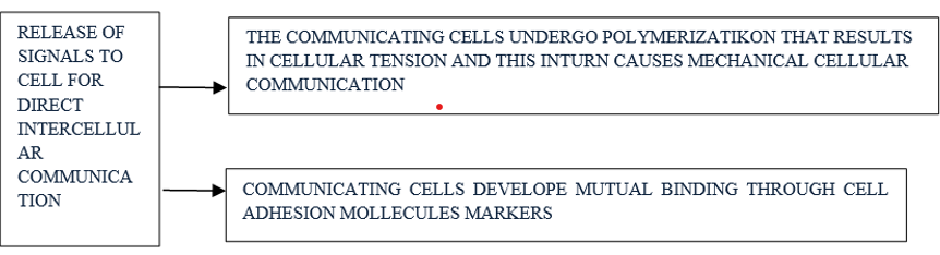 Figure 2: Representation of Direct Intercellular Communication.