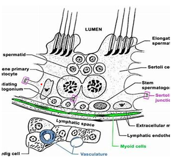 Figure 4: Sertoli Cell Barrier.