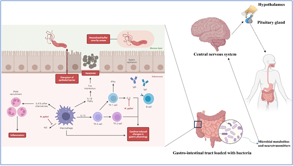 Figure 1: Psychobiotics and gut-microbiota a Gut-Brain-Axis.