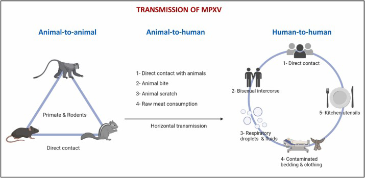 Figure 1: Transmission of MPXV. Source: Mpox [3].