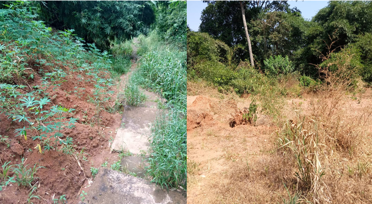 Figure 5: Farming and deforestation activities along the pathway to Ezekoro Stream.
