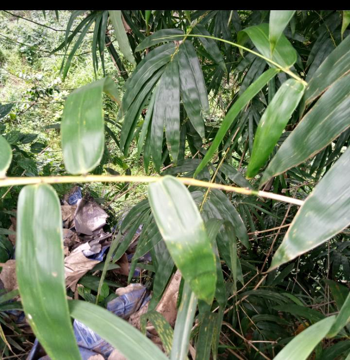 Figure 7: ** Showing refuse dump along the stream area.