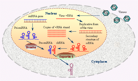 Figure 1: The processes occurring within the nucleus and cytoplasm of a cell during both miRNA biogenesis and viral replication. Within the nucleus, miRNA genes are transcribed into primary pri0-miRNAs, which are then processed by the Drosha enzyme into pre-miRNAs. These pre-miRNAs are exported to the cytoplasm via Exportin 5, where they are further processed into mature miRNAs that can regulate gene expression. The nucleus is shown hosting viral replication, where vRNA is transcribed and replicated, forming dsRNA intermediates and ssRNA that can form secondary structures. These viral RNAs can be shuttled to the cytoplasm to continue the infection cycle. Image Source: https://www.ncbi.nlm.nih.gov/probe/docs/techrnai/
