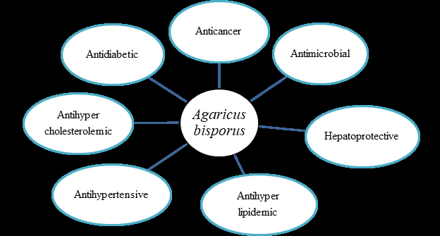 Figure 1: Pharmacological effects of Agaricus bisporus.