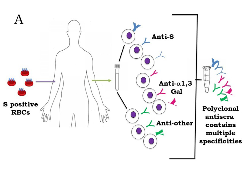 Figure 2: Preparation of Human Polyclonal Antisera Directed against the S Antigen. A: Individuals Lacking S Antigen that are Immunized with S Positive Red Blood Cells Will Contain Three Types of Antibody-Producing B Cells in their Blood: Those Directed Against the Immunogen (Anti-S), Endogenous Clones Producing Antibodies Specific for α1,3 Galactose(Gal) Structures (Which Humans Lack), and Endogenous Clones Specific for a Variety of Other Environmental Antigens. When Polyclonal Sera are Prepared, all Three Types of Antibodies will be Present; Anti-α1,3 Gal Antibodies have been Shown to be Particularly Abundant in Human Sera. B: Antibodies Specific for α1,3 Galactose (Gal) Antigens that are Present in Polyclonal Preparation of Human Anti-S Antisera Will Recognize Red Blood Cells of All Mammalian Species Except those from Humans, Great Apes, and Old-World Monkeys.