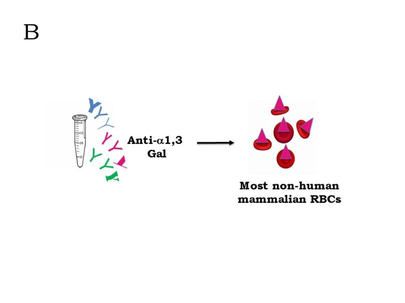 Figure 3: Preparation of Human Monoclonal Antibodies Specific for the S Antigen. Individuals Lacking S Antigen that are Immunized with Peptides Corresponding to the S Antigenic Region Will Contain Three Types of Antibody-Producing B Cells in their Blood: Those Directed against the Immunogen (Anti-S), Endogenous Clones Producing Antibodies Specific for α1,3 Galactose Structures (Which Humans Lack), and Endogenous Clones Specific for a Variety of Other Environmental Antigens. Individual B Cell Clones are Fused with a Myeloma (Tumor) Cell to Produce a Hybridoma Cell Line, which Produces a Single Type of Monoclonal Antibody.