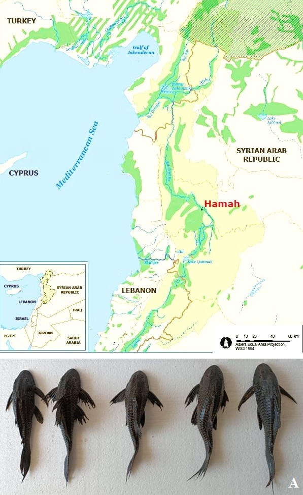 Figure 1: A map indicating the capture site of Pterygoplichthys disjunctivus in the Orontes River close to Hama City.