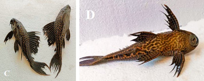 Figure 2: (A-B) Specimens of Pterygoplichthys disjunctivus with total lengths ranging from 23.5 to 27 cm were collected from the Orontes River, Hama, 10 September 2024.