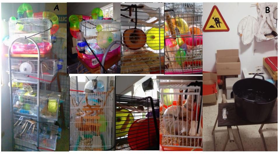 Figure 1: Different pictures showing the stabling form (A) and some examples of toys and motor stimulation for the cognitive and motor development of the rodents: different wheels, size and shape of cages (vertical or horizontal), internal and external colorful pipes, little hollow tree trunk with holes, which were changed and cleaned once every week. In picture (B) the Morris Maze, with the dark platform and the visual clues on the walls are visible.