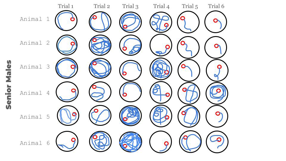 Figure 2: Different paths of the senior mice recorded with a video camera during the first session. It is noticeable how during the first session the performance was good and how all the styles of swimming are getting more and more control over the situation through consecutive trials.