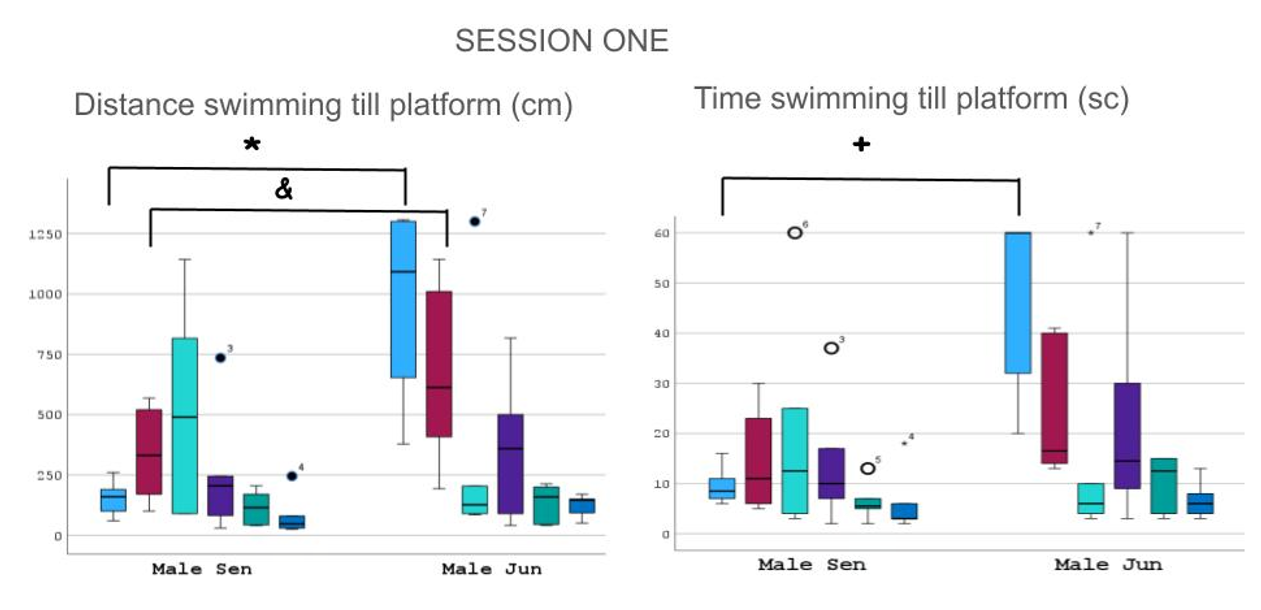 Figure 4: ** Graphs showing different length in centimeters (left) and time in seconds (right) the animals of both groups worked during swimming tests. There was statistical significance for the first trial, maybe because of the immaturity, bewilderment or apparent fragility of the junior group. However, they were rapidly able to reach the senior group in marks.