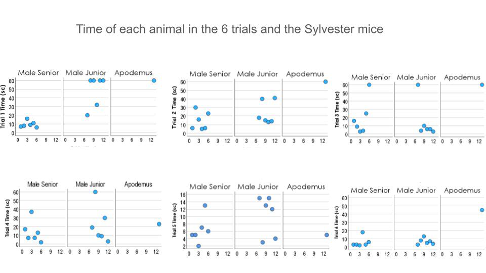 Figure 8: In these graphs we can see the Sylvester Apodemus Sylvaticus performance (animal # 13; third column in every graph) in time of swimming till finding the platform compared with the other two groups. From trial 4 forward (inferior line), the performance of the Apodemus Sylvaticus mouse would be the same as the other groups. However, the swimming strategies were different from the domestic groups.
