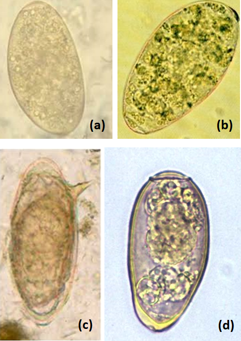 Figure 2: Eggs or ova of the most common digenetic trematodes found in the faeces of wildlife, (A) _Fasciola_ spp., (B) Amphistome spp., (C) _Schistosome_ spp., and (D) _P. westermani_.