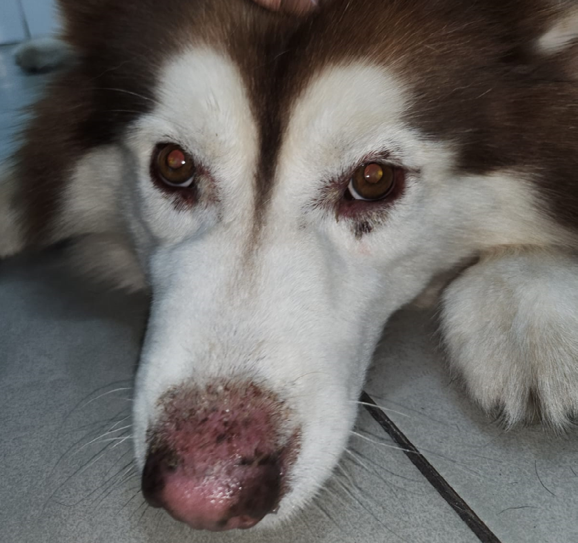 Figure 1: Dermatological aspects of lesions in nasal plane of a Siberian Husky dog. Presence of erythematous and depigmented lesions with foci of ulceration.