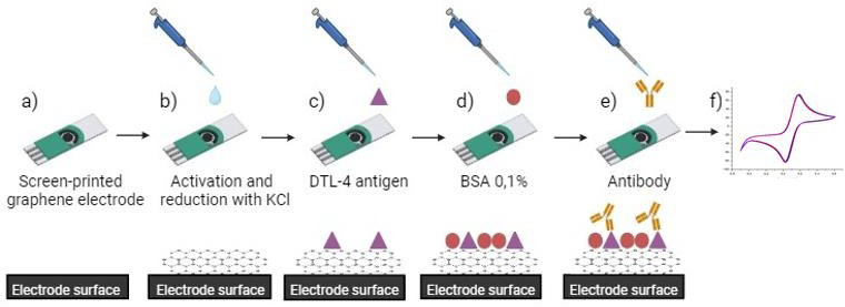 Figure 1: Representative image of the electrochemical immunosensor developed using commercial screen printed electrodes with graphene (DPR-110-GPH). The preparation steps of the immunosensors are as follows: (a) the commercial carbon electrode was used as the base platform; (b) Activation and reduction with KCl (c) after material modifications, the gross antigen of DTL-4 was immobilized in modified surface of the electrodes; (d) for blocking nonspecific interactions, a 0,1 % bovine serum albumin (BSA) blocking solution was coupled to the platform; (e) after preparations, the antibodies were coupled (real sample/serum); and (f) finally, the electroanalytic solution was inserted, and the process of transduction was started; thus, the surface with the antigen probe was autonomized as presented in a cyclic voltammetry (CV). For the evaluation of chemical modifications performed on the surface of the electrodes.