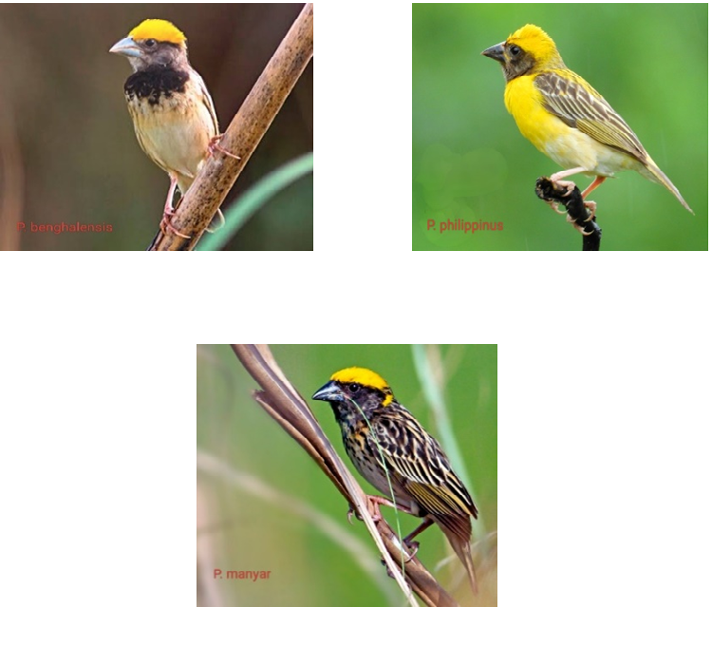 Figure 2: Benghalenis, Philippinus, Manyar.