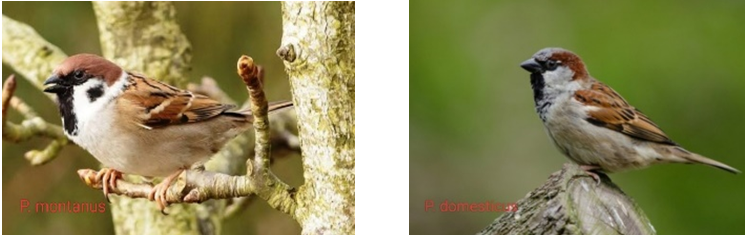 Figure 4: Montanus, Domestica.