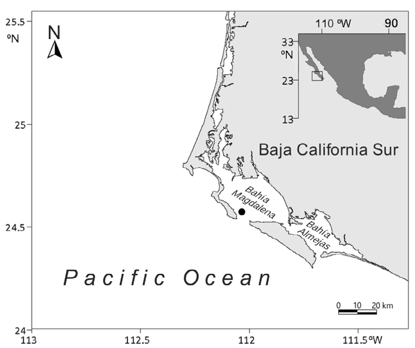 Figure 1: Study area and the sampling site (filled circle) near the mouth of Bahía Magdalena.