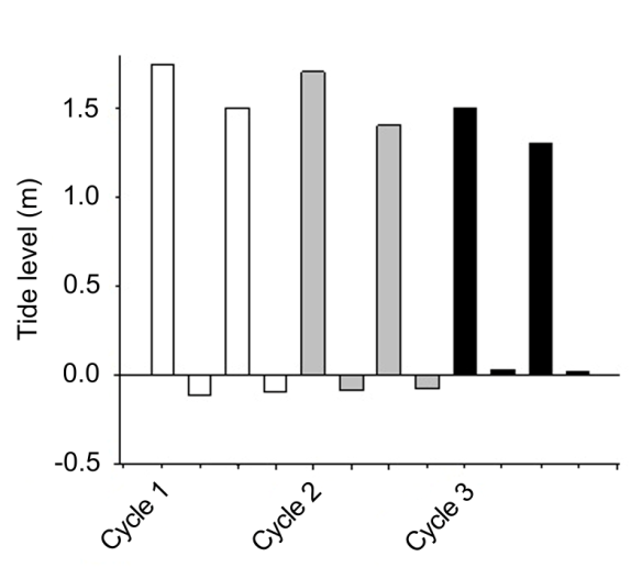 Figure 4: Minimum and maximum values of tide levels recorded for three circadian cycles (February 1989) in Bahía Magdalena. Cycle 1 (empty bar), cycle 2 (gray bar), and cycle 3 (black bar).