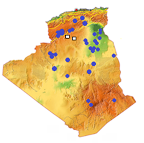 Figure 4: _Canis anthus_.