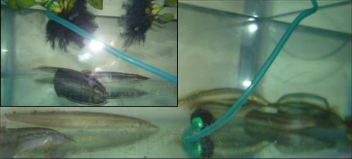 Figure 1: Rearing of broods _M. pancalus_ in the aquarium condition. Used water hyacinth and aeration (inset).