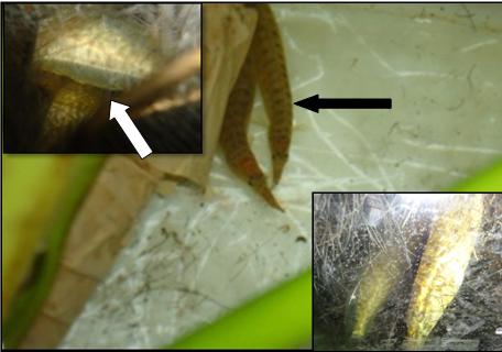 Figure 3: Both male and female changed from whitish-grey to yellowish body color after injected hormone the fish in case of both trials (Figure 3 inset right-down). Courtship begins with the male chasing the female and swimming in a tight circle at 9-10 h of administration of hormone (1st dose) irrespective of different trials (Figure 3 black arrow). The female and male moved together in anti-clockwise and the female was hold by the male and later bending its body, rubbing, knocking and nudging her (Figure 3 white arrow). Then the pair encircles each other around the roots of the water hyacinths for spawning and it takes place within 15 to 20 h after administration of PG hormone. Male releases sperm simultaneously with female and the eggs were fertilized externally. The eggs stick to the root of water hyacinths due to adhesive in nature (Figure 4). They spawned in different batches and took rest about 30 min after one span of spawning. The swimming movements of the female become slow at the end of the spawning activity and parent take rest at the bottom. The parents were removed from the spawning tank after spawning and noticed that their body color became gradually faded away. The fertilized eggs are spherical and transparent when unfertilized eggs are opaque (Figure 5). The eggs were started to hatch after 36-41 h of spawning.