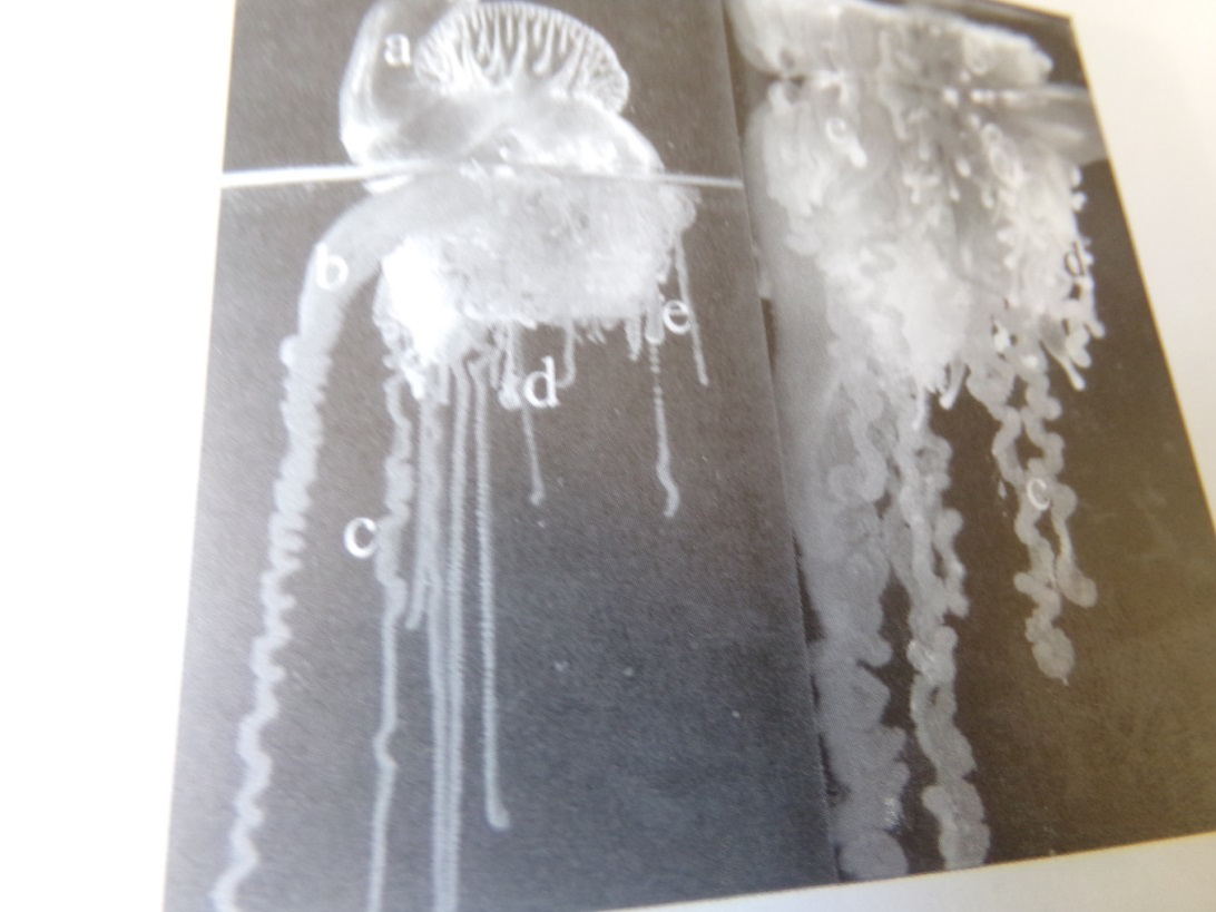 Figure 5: View of coral species and exsokeleton view by aragonite built [10].