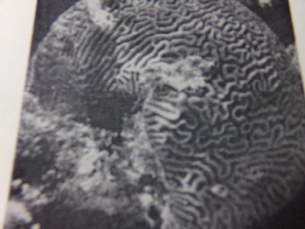 Figure 6: View of Colonial _Physalia physalia_ [1].