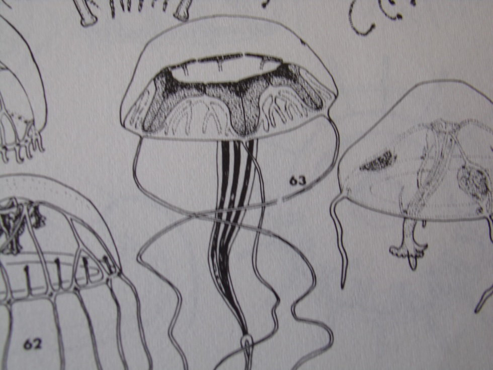 Figure 7: General view of some species of Hydromedusae [11].