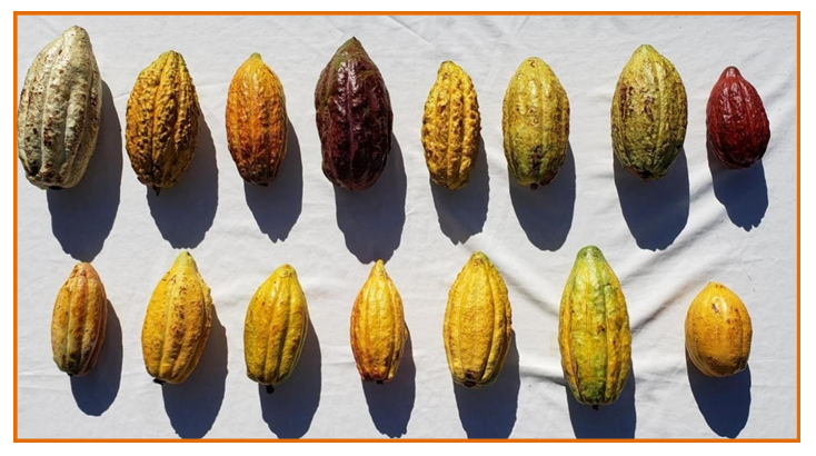 Figure 1: Samples of the fruits of the cocoa.