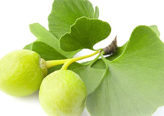 Figure 1: Shows the Ginkgo biloba leaf and fruit.