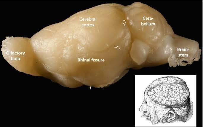 Figure 2: Shows the brain of a rodent displaying major parts on its lateral surface.