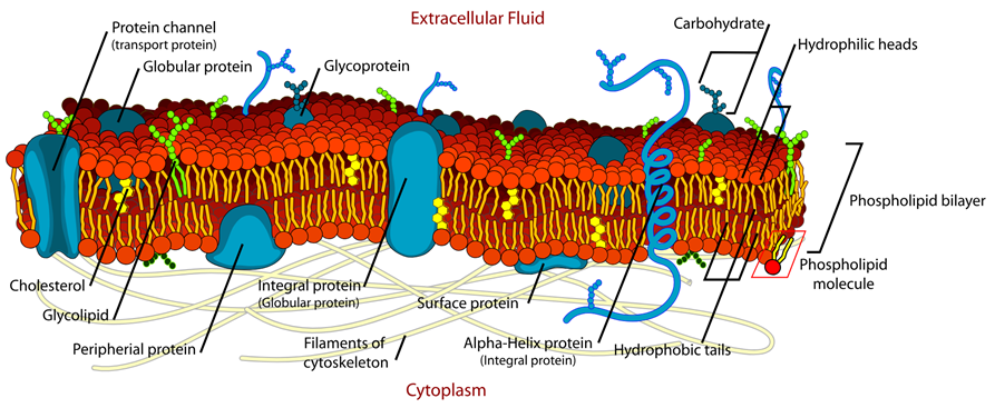Figure 1: Cell membrane. This image is licensed under creative commons attribution.