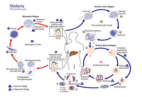 Figure 2: The life-cycle of Plasmodium parasite. This image is licensed under creative commons attribution.