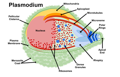 Figure 3: The Plasmodium merozoite.This image is licensed under creative commons attribution.