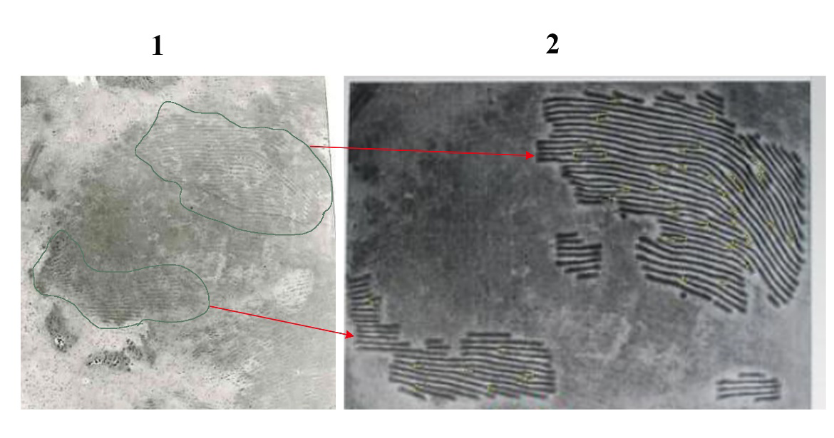 Figure 1: Partial Fingerprint Lifted from Scene of Crime; 2: And it’s “Ridge Skeleton” Developed by ABIS.