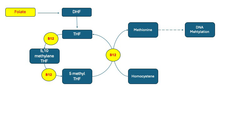 Figure 1: Folate and B12 are crucial in the remethylation of homocysteine to methionine.