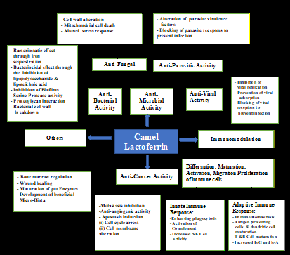 Figure 2: Bio medicinal activity of lactoferrin (Modified after Mahala DJ, et al. [43]