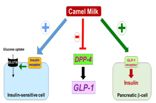 Figure 3: Possible molecular and cellular targets of Camel Milk (CM) in the control of diabetes, mediated through targeting and/or activating (+) the insulin receptors in the insulin-sensitive cells. This leads to increased glucose uptake via the glucose transporter GLUT4; or activates GLP-1 receptor (+) in the pancreatic-b cells and increases insulin synthesis and secretion, leading to increased levels of insulin and enhanced glucose uptake; or by inhibiting the enzyme DPP-4 which results in the increase of GLP-1 levels controlling insulin synthesis and secretion via binding and activation of its receptor (GLP-1 receptor) and leading to increased glucose uptake. Adopted from Anwar B, et al. [97].